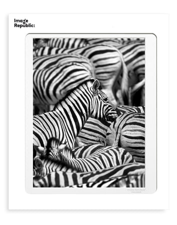 Feel Good Prints - Zebras